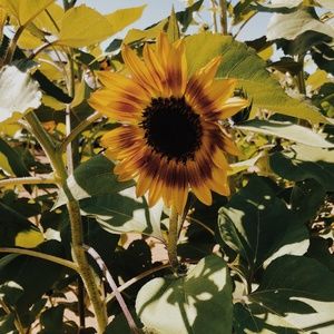 Meet your Posher, Molly